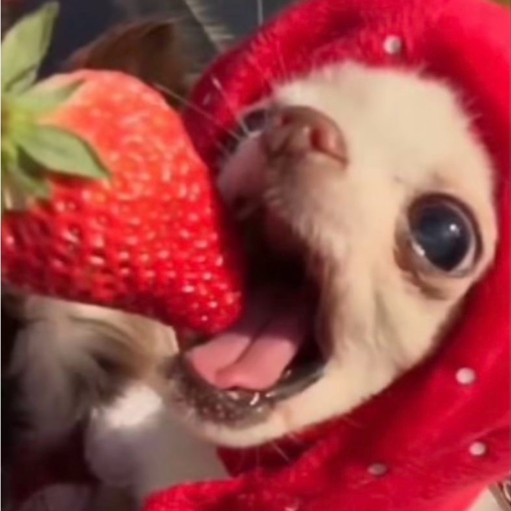 Meet your Posher, Derek